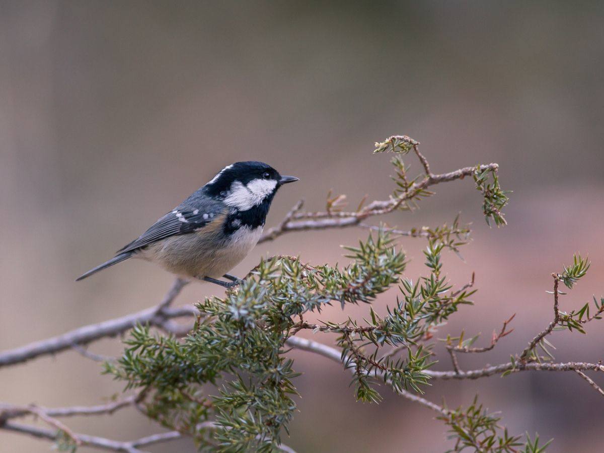 una cincia fotografata a pontresina una cincia fotografata a pontresina