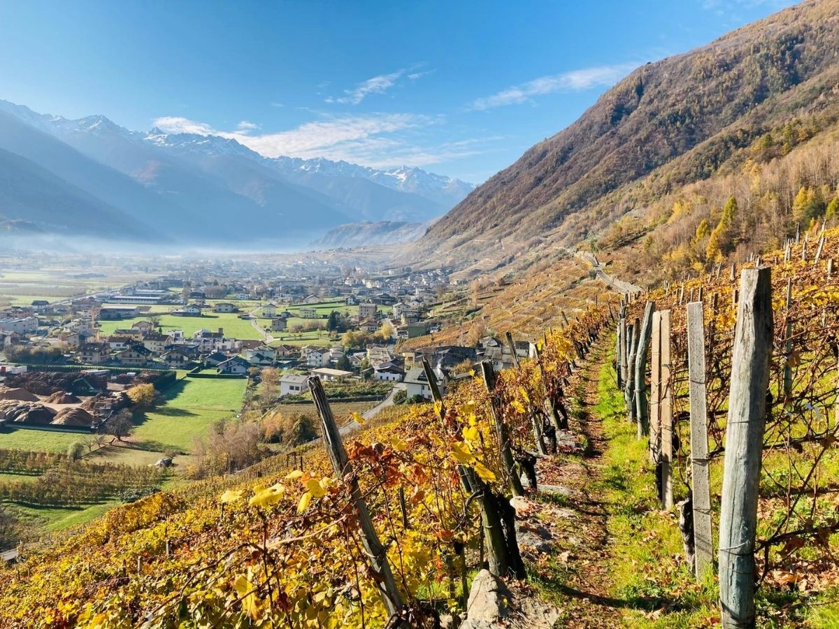 Vigneti e terrazzamenti di Tirano