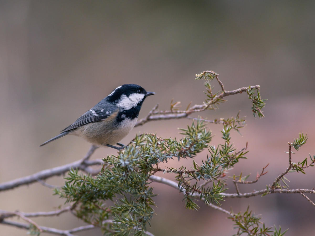 Val Roseg, la valle delle cince