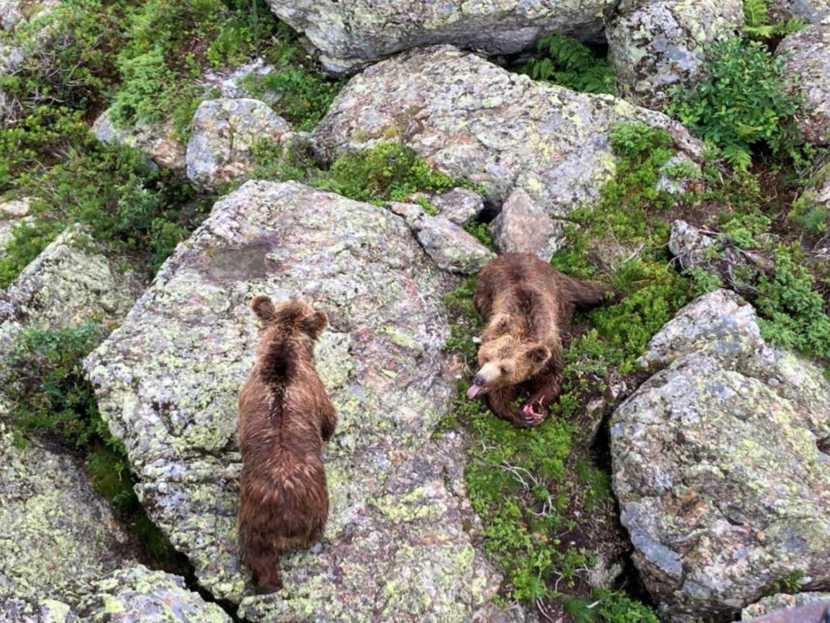 Arosa Bear Sanctuary 