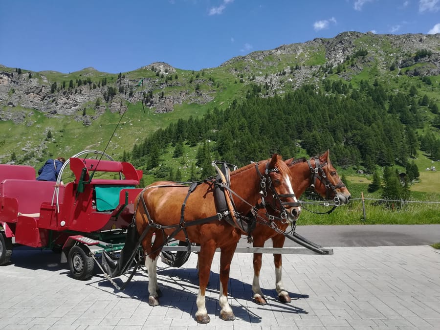 Carrozze e cavalli in Val Fex