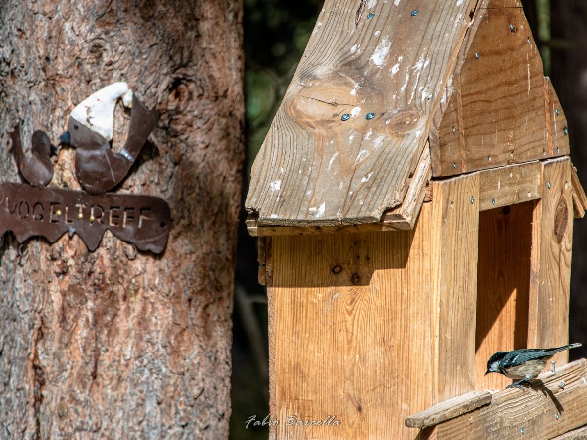 La valle delle cince