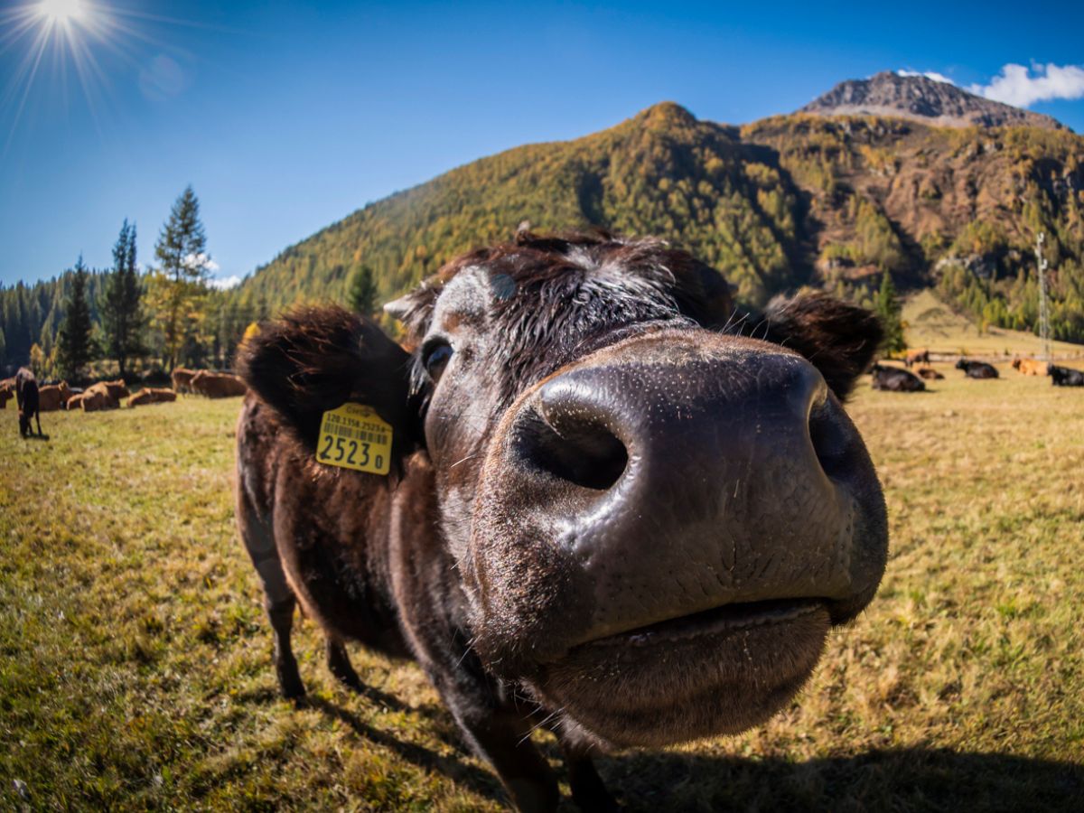 Incontri ravvicinati