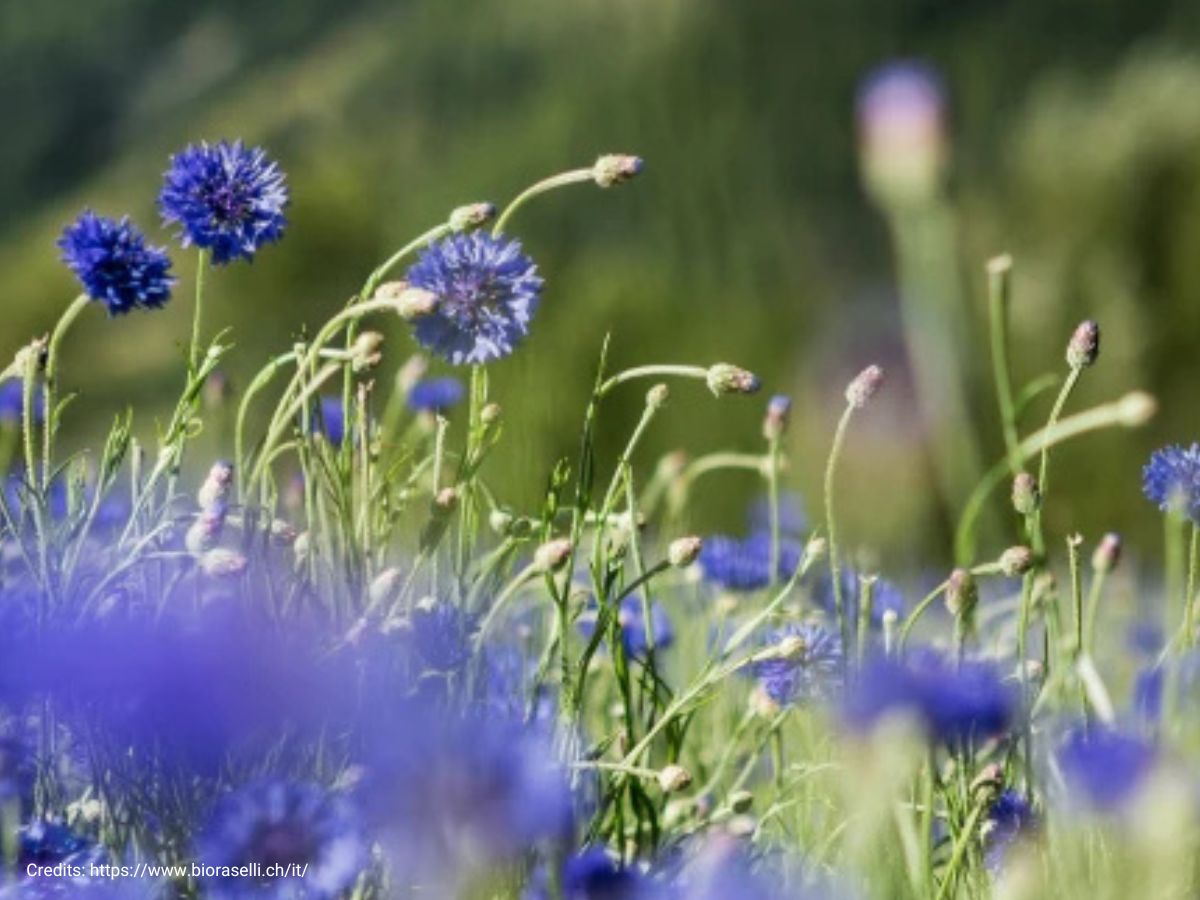 Campi fioriti in Valposchiavo