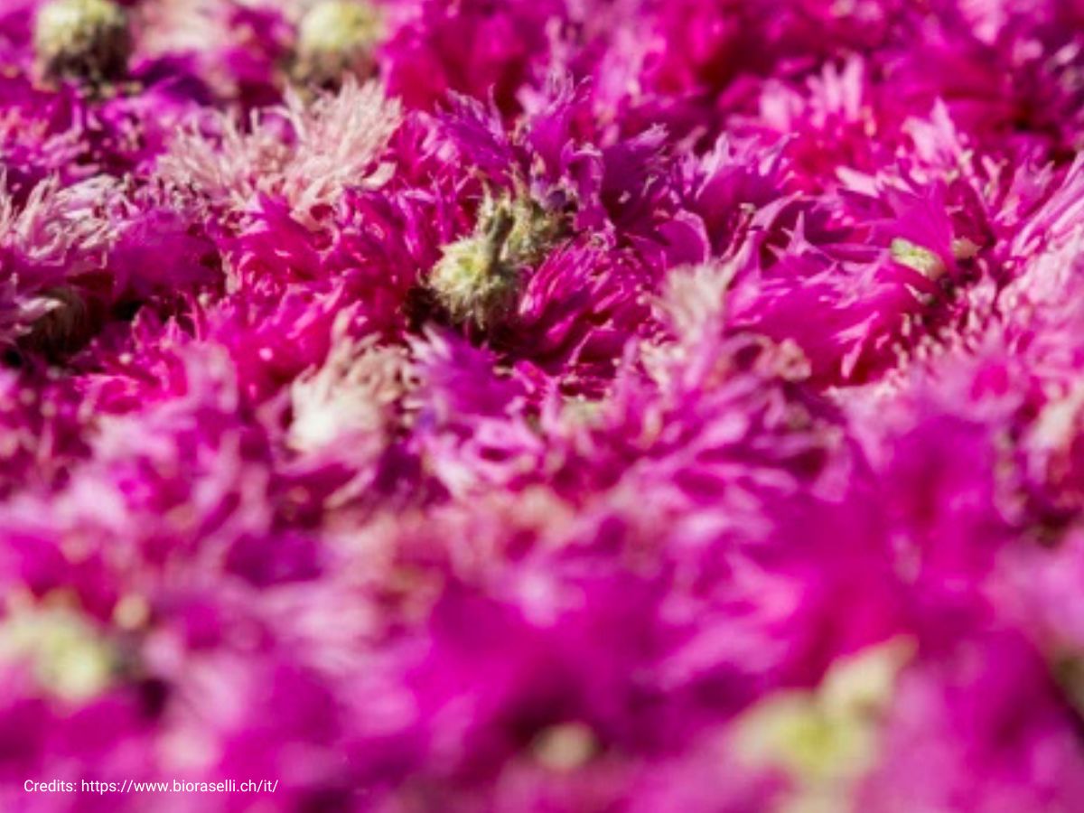 Profumi e aromi della Valposchiavo