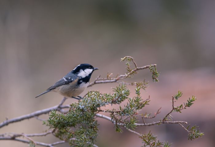 Il suono della natura