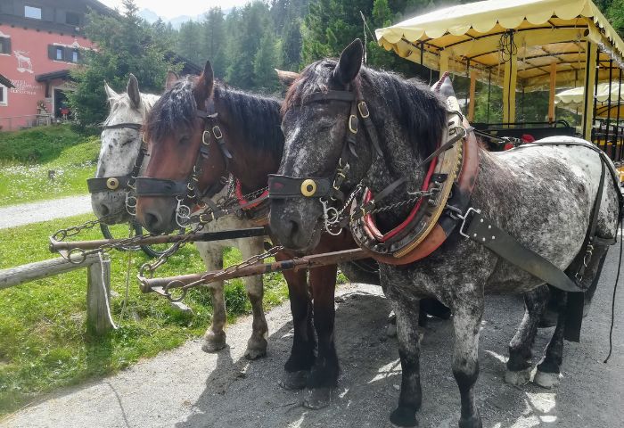 Le carrozze e i cavalli