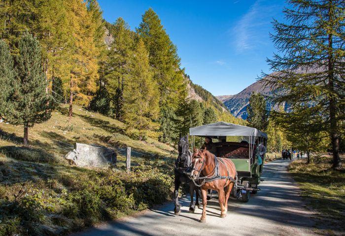 Escursioni con le carrozze trainate dai cavalli