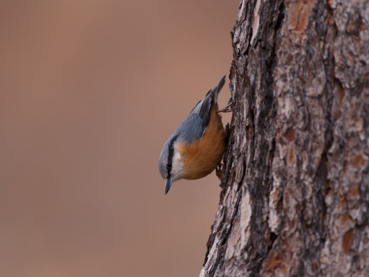 Le scampagnate di Happy: tour giornaliero con guida