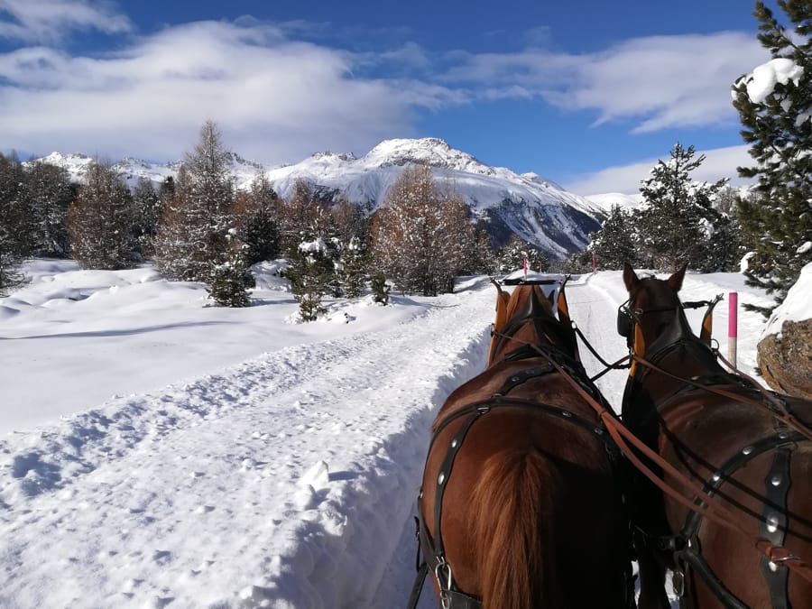 Tour in carrozza al bosco di Staz