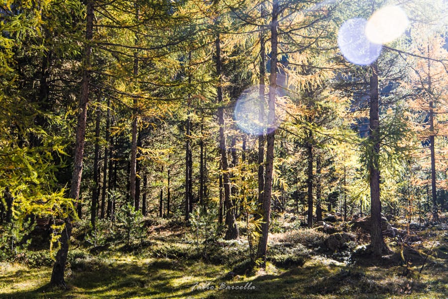Tra boschi di abeti e larici